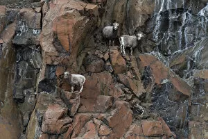 Images Dated 17th May 2022: Three female Putorana snow sheep (Ovis nivicola borealis) climbing up rocky mountainside with lamb