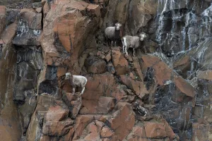 Russia Prints: Three female Putorana snow sheep (Ovis nivicola borealis) climbing up rocky mountainside with lamb following