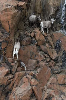 Three female Putorana snow sheep (Ovis nivicola borealis) climbing up rocky mountainside with lamb following, Putoransky State Nature Reserve, Putorana Plateau, Siberia, Russia