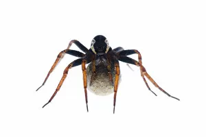 Arachnids Gallery: Female Raft spider (Dolomedes fimbriatus) with egg sac, Fliess, Naturpark Kaunergrat