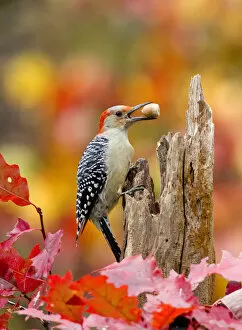 Images Dated 19th October 2012: Female Red bellied woodpecker (Melanerpes carolinus) with acorn in beak, New York, USA, October