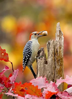 Female Red bellied woodpecker (Melanerpes carolinus) with acorn in beak, New York, USA, October