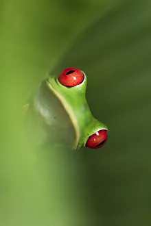 Images Dated 27th August 2016: Female Red-eyed Tree Frog (Agalychnis callidryas) - Caribbean slope race (blue flanks)