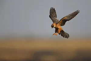 Images Dated 11th July 2009: Female Red footed falcon (Falco vespertinus) hunting, Bagerova Steppe, Kerch Peninsula