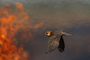 Female Red footed falcon (Falco vespertinus) hunting over burning steppe fields, Bagerova Steppe