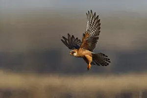 Images Dated 11th July 2009: Female Red footed falcon (Falco vespertinus) hunting over burning steppe, Kerch, Ukraine