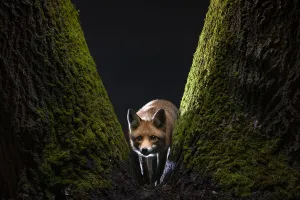 Vixen Prints: Female Red fox (Vulpes vulpes) cautiously staring at the camera from the base of a moss-covered tree
