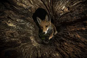 Vixen Prints: Female Red fox (Vulpes vulpes) foraging inside a rotting tree trunk, Verteskozma, Hungary
