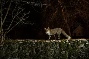 Female Red fox (Vulpes vulpes) observing the yard from the top of the old stone wall