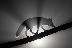 Female Red fox (Vulpes vulpes) walking along tree trunk in heavy fog at night
