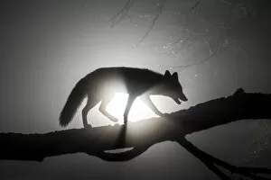 Artifical Light Gallery: Female Red fox (Vulpes vulpes) walking along tree trunk in heavy fog at night