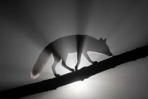 Vixen Prints: Female Red fox (Vulpes vulpes) walking along tree trunk in heavy fog at night