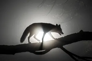 Vixen Prints: Female Red fox (Vulpes vulpes) walking along tree trunk in heavy fog at night