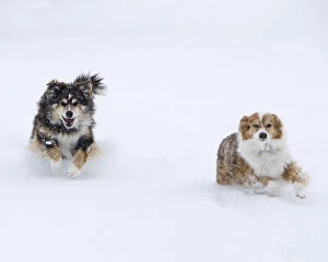 Images Dated 30th November 2006: Female Red Merle and Red Tricolor Australian Shepherd dogs running in snow, Longmont