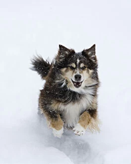 Images Dated 30th November 2006: Female red tricolor Australian shepherd dog running in snow, Longmont, Colorado, USA