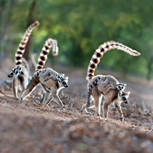 Female ring-tailed lemurs (Lemur catta) carrying infants (3-4 weeks