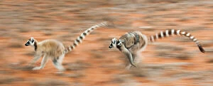 Images Dated 9th March 2012: Two female Ring-tailed lemurs (Lemur catta) carrying infants (3-4 weeks)