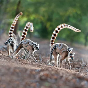 Female ring-tailed lemurs (Lemur catta) carrying infants (3-4 weeks) on their backs across open ground. Berenty Private Reserve, southern Madagascar
