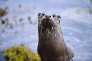 Images Dated 26th January 2010: Female River otter (Lutra lutra) on sea loch, Torridon, Wester Ross, Scotland, July