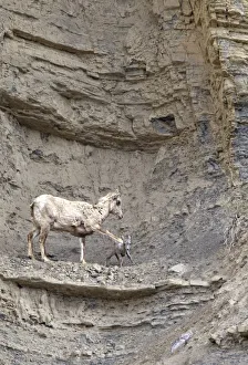 Newborn Prints: Female Rocky Mountain bighorn sheep ewe (Ovis canadensis canadensis) warning her