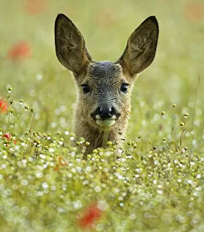 Female Roe deer {Capreolus capreolus} head portrait in flowering field, England, UK