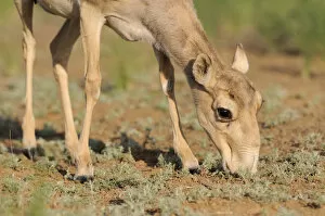 Images Dated 17th May 2009: Female Saiga antelope (Saiga tatarica) feeding, Cherniye Zemli (Black Earth) Nature Reserve