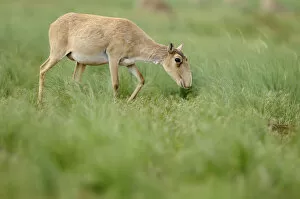 Female Saiga antelope (Saiga tatarica) grazing, Cherniye Zemli (Black Earth) Nature Reserve