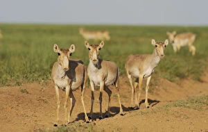 Images Dated 16th May 2008: Three female Saiga antelopes (Saiga tatarica) Cherniye Zemli (Black Earth) Nature Reserve