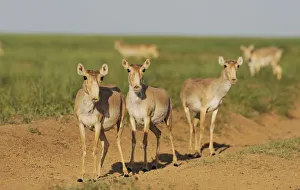 Bovids Prints: Three female Saiga antelopes (Saiga tatarica) Cherniye Zemli (Black Earth) Nature Reserve