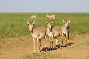 Steppe Prints: Three female Saiga antelopes (Saiga tatarica) Cherniye Zemli (Black Earth) Nature Reserve