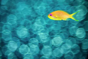Maldive Islands Prints: Female scalefin anthias (Pseudanthias squamipinnis) swimming in front of a school of glassfish (Apogonidae)
