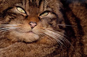Alert Gallery: Female Scottish wildcat (Felis silvestris grampia) portrait, in winter coat, semi