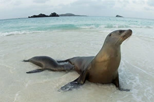 Images Dated 7th June 2015: Female Sea lion (Zalophus wollebaeki) with pup suckling in shallow water, Floreana Island