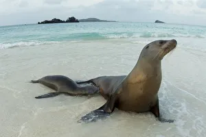 Female Sea lion (Zalophus wollebaeki) with pup suckling in shallow water, Floreana Island