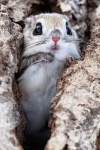 Female Siberian flying squirrel (Pteromys volans orii) sitting at entrance to nest. Hokkaido, Japan. February