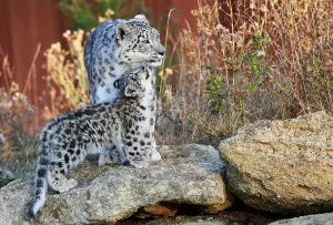Affection Prints: Female Snow leopard (Panthera uncia) with her three month cub looking up at its mother