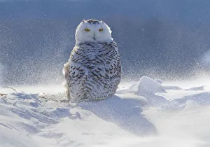 Female Snowy owl (Nyctea scandiaca) backlit surrounded by blowing snow, near Georgian Bay