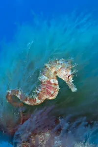 A female Spiny Seahorse (Hippocampus guttulatus) in weeds. Sardina, Gran Canaria