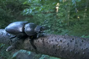 Images Dated 2nd July 2009: Female Stag beetle {Lucanus cervus} on a branch, Codrii Reserve, Central Moldova, June