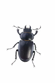 Images Dated 8th June 2009: Female Stag beetle (Lucanus cervus) Suffolk, England, June 2009
