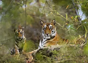 Tigers Gallery: Female Tiger {Panthera tigris} with four-month-old cub, Bandhavgarh NP, India