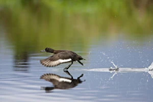 Female Tufted duck (Aythya fuligula) taking off from the surface of a lake, Catcott Lows