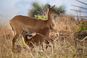Suckling Prints: Female Uganda kob (Kobus kob thomasi) suckling calf