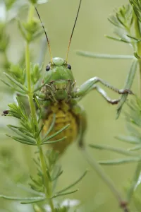 Images Dated 23rd June 2009: Female Wart biter bush cricket (Decticus verrucivorus) on plant, Stenje region, Galicica