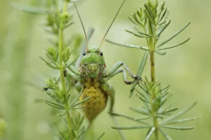 Images Dated 23rd June 2009: Female Wart biter bush cricket (Decticus verrucivorus) on plants, Stenje region
