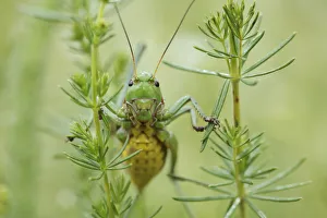 Orthoptera Prints: Female Wart biter bush cricket (Decticus verrucivorus) on plants, Stenje region