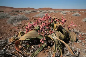 Ancient Gallery: Female Welwitschia plant (Welwitschia mirabilis), cones in flower, Kunene region, Namibia, Africa