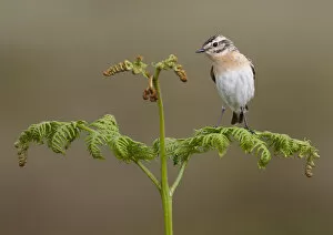 Female whinchat (Saxicola rubetra) perched on bracken frond, Denbighshire, Wales