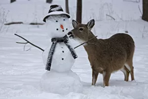 Female White-tailed deer (Odocoileus virginianus) with snowman, New York, USA, February
