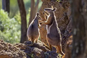Images Dated 11th January 2022: Female Yellow-footed rock wallaby (Petrogale xanthopus) fending off advances from male (right)